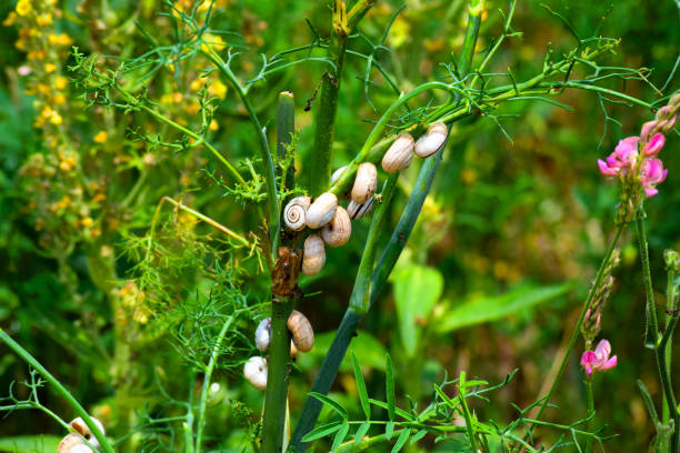 Small colony of snail shells
