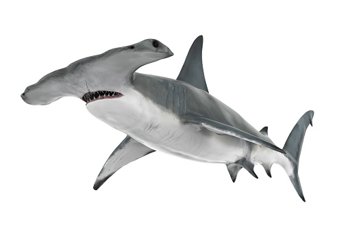 Hammerhead Shark isolated on white background. 3D render