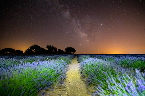 istock Lavender fields in Guadalajara night light painted image - Spain 1164939240
