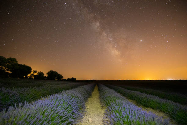 istock Lavender fields in Guadalajara night light painted image - Spain 1164939245