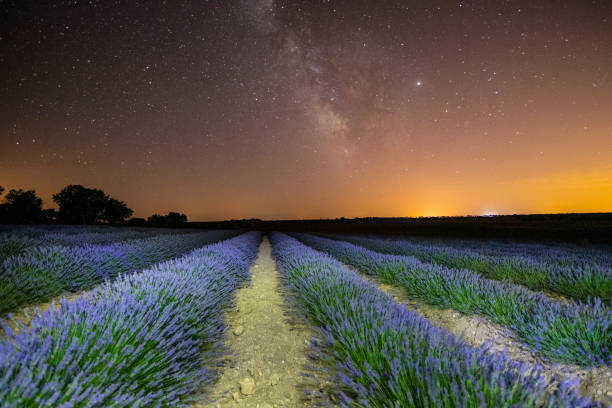 istock Lavender fields in Guadalajara night light painted image - Spain 1164939253