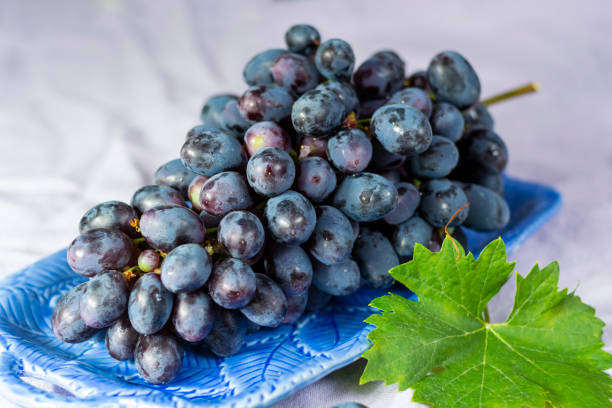 Bunch of ripe blue-black table grapes with leaf served on blue plate as sweet fruit dessert