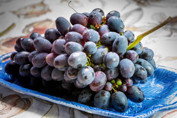 Bunch of ripe blue-black table grapes with leaf served on blue plate as sweet fruit dessert