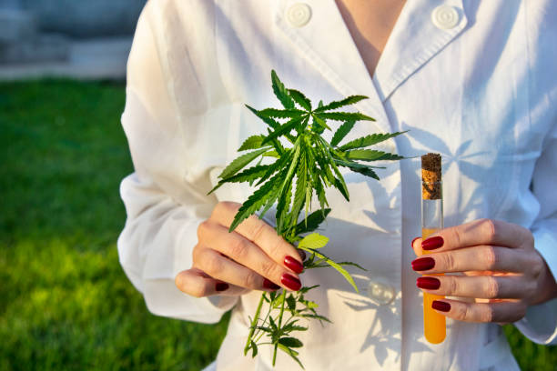 5本の指の葉と天然麻油、合法化医療大麻のためのマリファナと緑の枝大麻を保持する白いコートの女性医師。 - stem glass ストックフォトと画像