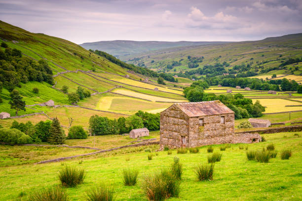 istock Field Barns in Upper Swaledale 1164940476