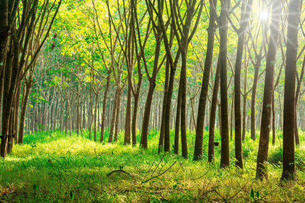 istock Para rubber tree, latex rubber plantation 1164941554