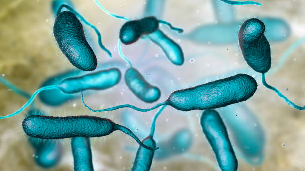 Bacterium Vibrio vulnificus, the causative agent of serious seafood-related infections Bacterium Vibrio vulnificus, 3D illustration. The causative agent of serious seafood-related infections and infected wound after swimming in warm sea water vibrio stock pictures, royalty-free photos & images