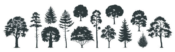 Trees silhouettes. Forest and park pines firs and spruces, coniferous and deciduous trees. Vector isolated nature set Trees silhouettes. Forest and park pines firs and spruces, coniferous and deciduous trees. Vector isolated retro images nature set alder tree drawing stock illustrations