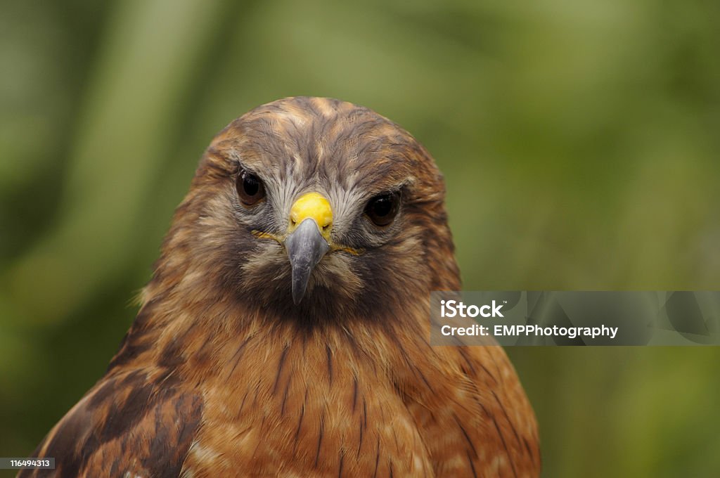 Red-Tailed Hawk - Lizenzfrei Aktivitäten und Sport Stock-Foto