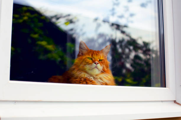 Ginger Maine Coon cat looking through the window. Close-up.