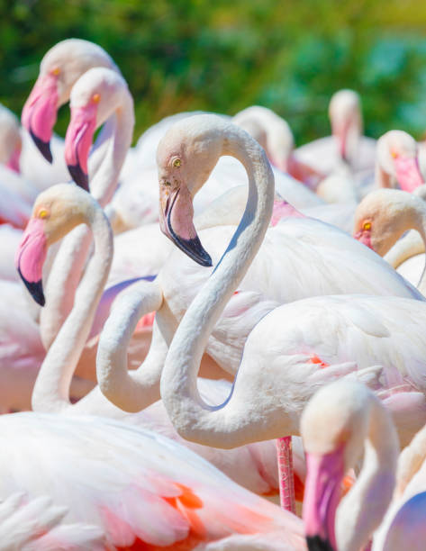 istock Flamingo portrait in close range 1164943360