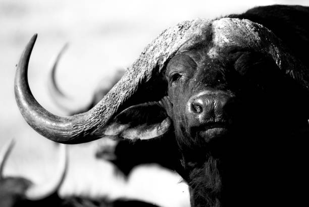 istock Buffalo Bull Beauty 1164943418