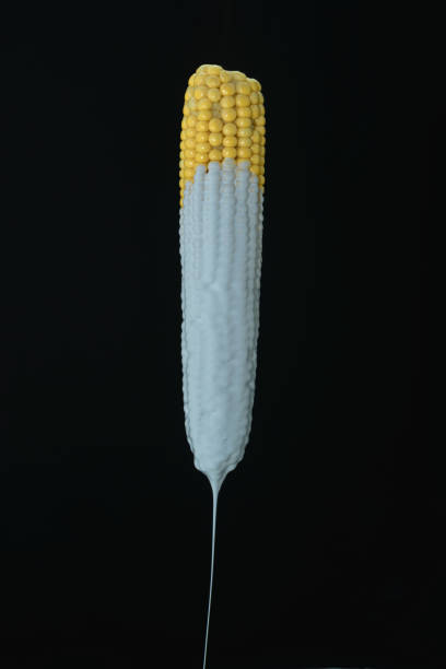 Dripping white paint of corn maze on a black background. Creative poster.
