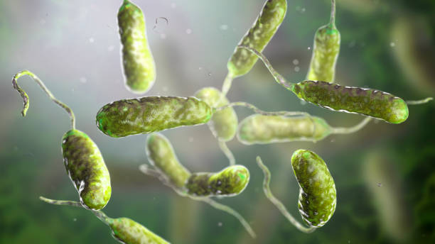 bacterium vibrio vulnificus, el agente causal de las infecciones graves relacionadas con los mariscos - cholera bacterium fotografías e imágenes de stock