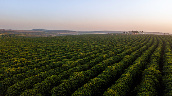 Aerial view of coffee plantation. Sunrise.