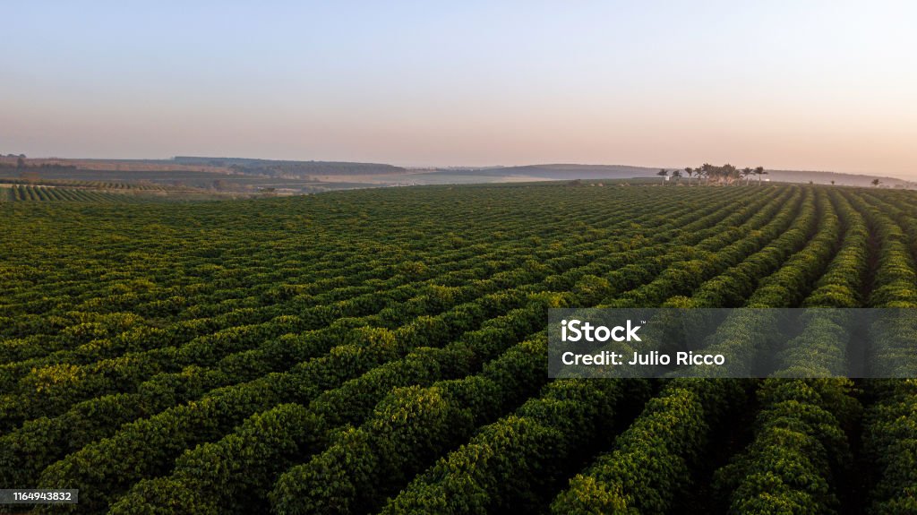 Aerial view of coffee plantation. Sunrise Aerial view of coffee plantation. Sunrise. Coffee Crop Stock Photo