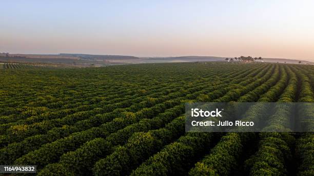 Aerial View Of Coffee Plantation Sunrise Stock Photo - Download Image Now - Coffee Crop, Plantation, Farm