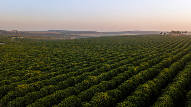 istock Aerial view of coffee plantation. 1164943873
