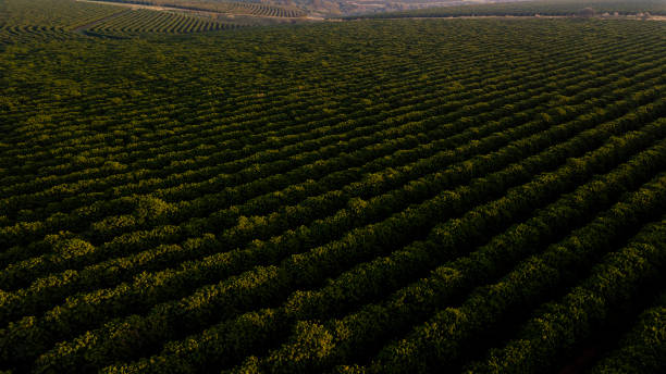 istock Aerial view of coffee plantation. 1164943962