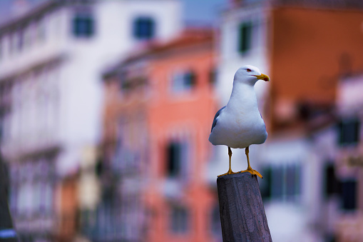 Venice cityscape with a seagull, walking around, sightseeing, architectural and historical heritage of Italy.  Part of series of travel destinations.
