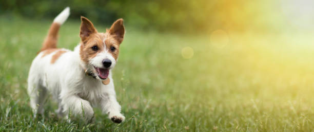 Happy pet dog puppy running in the grass in summer Happy active jack russel pet dog puppy running in the grass in summer, web banner with copy space purebred dog photos stock pictures, royalty-free photos & images