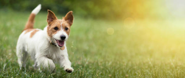 happy pet dog puppy running in the grass in summer - terrier imagens e fotografias de stock