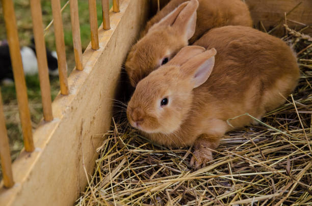 istock cute rabbit in wooden nest 1164945212