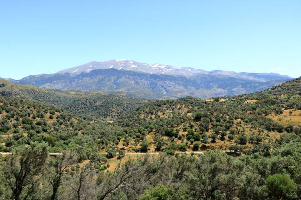 istock Olive plantations Crete ,Greece, Europe 1164945403