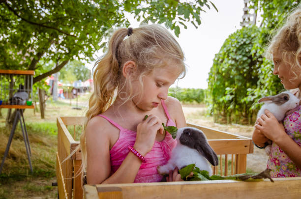 istock lovely child feeding a rabbit pet 1164945448