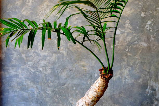 istock Palm in door Valencia 1164946482