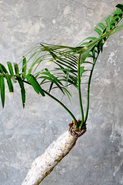 istock Palm in door Valencia 1164946490