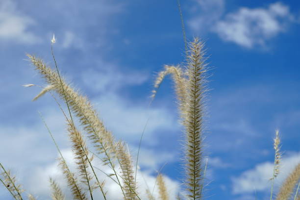 istock Grass flowers with soft light in vintage 1164946504