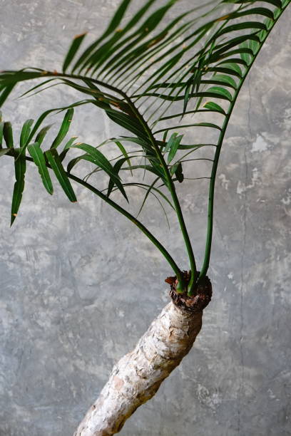 istock Palm in door Valencia 1164946505