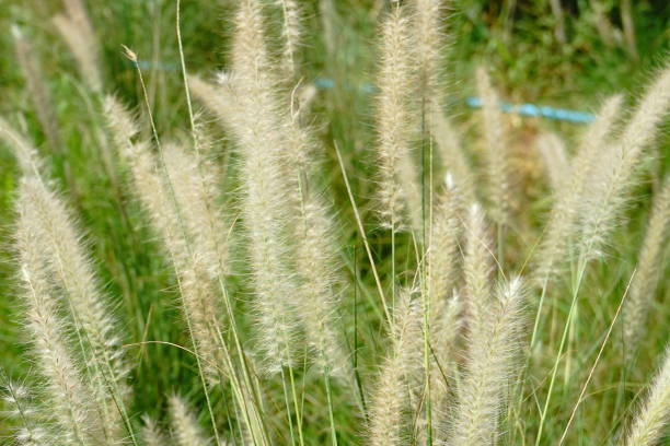 istock Grass flowers with soft light in vintage 1164946831