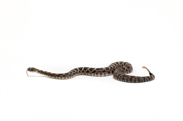 istock Arizona Black Rattlesnake on White Background Crotalus cerberus 1164946856