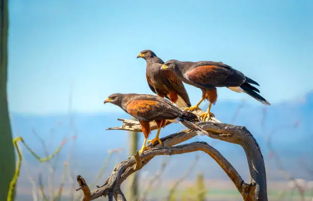Harris Hawks in Sonoran Desert Region sitting on branch blue sky