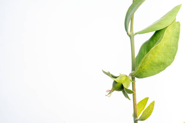 istock Jojoba bean green on plant stem, isolated 1164947212