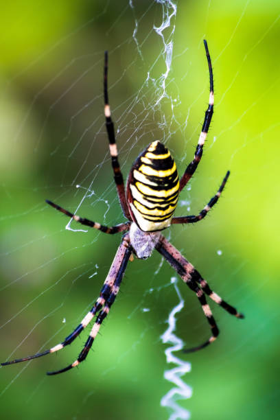istock Big yellow and black spider on a his own spider web 1164948425
