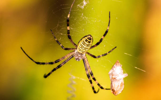 istock Big yellow and black spider on a his own spider web 1164948447