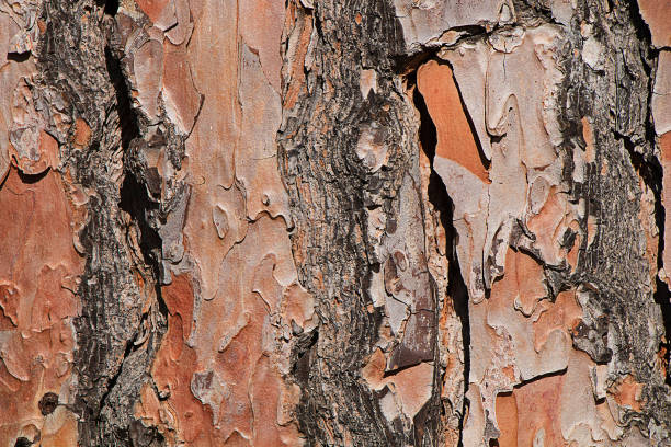 istock Wood texture. A fragment of the bark of a deciduous tree. 1164948512