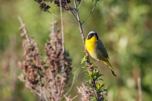 istock Common Yellowthroat bird 1164948527