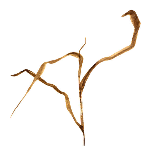 잔디 수채화 예술 일러스트의 드라이 블레이드 - blade of grass grass single object root stock illustrations