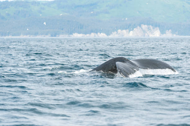 istock Whales in the wild 1164949059