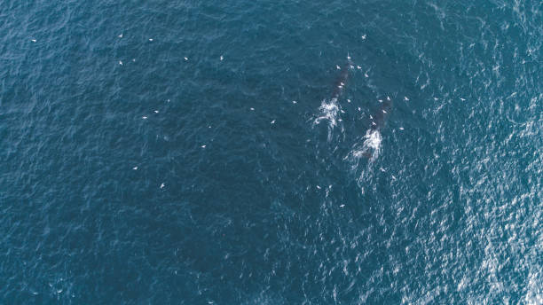 istock Whales in the wild 1164949060