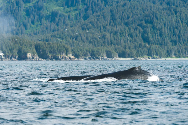istock Whales in Alaska 1164949063