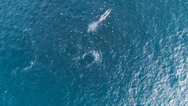 istock Whales in the wild 1164949064