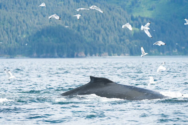 istock Whales in Alaska 1164949071