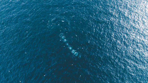 istock Whales in the wild 1164949074