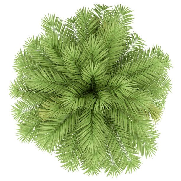 istock chilean wine palm tree isolated on white background. top view 1164950331