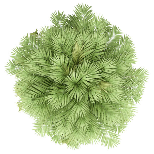 istock chilean wine palm tree isolated on white background. top view 1164950578